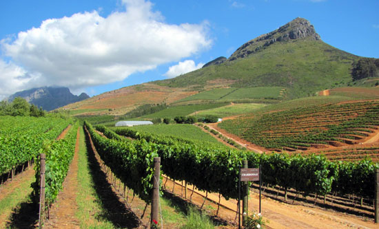 Chardonnay Growing in South Africa's Western Cape